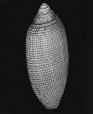 Cylindra sinensis Rve., Chinesisches Meer