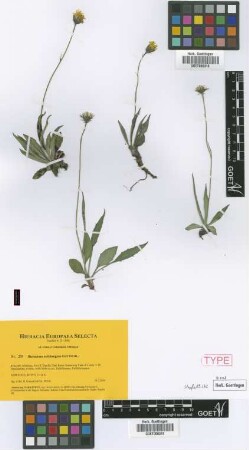 Hieracium nubitangens Gottschl. [paratype]