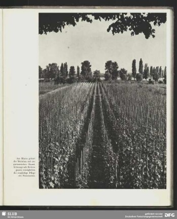 Weinbau am Rhein