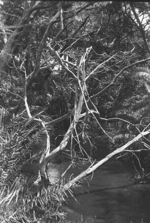 Urwald am oberen Pangani : Urwaldlandschaft im oberen Bereich des Pangani-Flusses