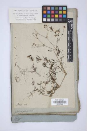 Galium glaucum L.