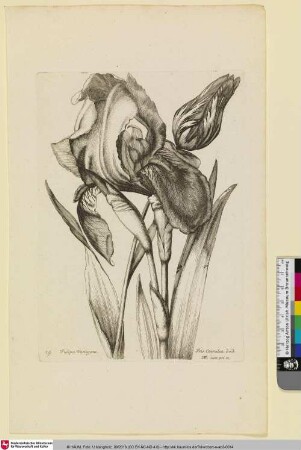 Tulipa Variegata; Iris Coerulea dod.