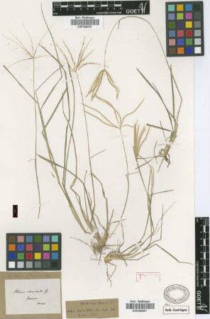 Chloris eleusinoides Griseb. [type]