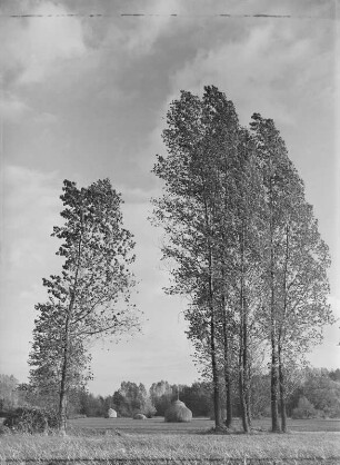 Spreewald bei Lehde : Spreewald bei Lehde. Wiesenpartei mit Heuschobern und Bäumen