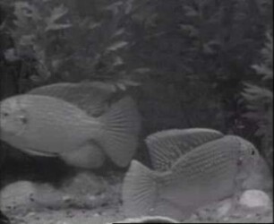 Tilapia macrochir (Cichlidae) - Kampf zweier Männchen