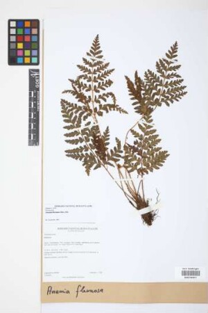 Anemia flexuosa (Sav.) Sw.