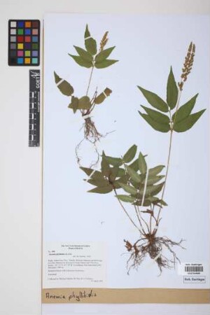 Anemia phyllitidis (L.) Sw.