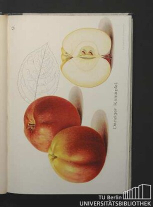 9. Danziger Kantapfel.