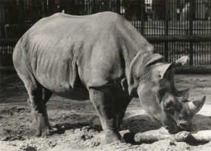 Dresden, Zoologischer Garten. Nashorn (Rhinocerotidae)