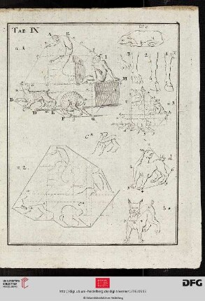 Tab. IX [Div. Tiere (Schemata; Kompositionsstruktur)]