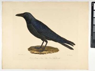 Corvus Corone. Linn. Mas. Der Krähenrabe. - Rabenkrähe (Aaskrähe). Corvus corone; mas. - Zeichner: Ambrosius Gabler; Stecher: Johann Carl Bock