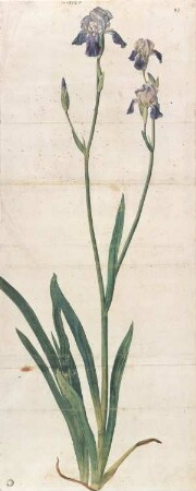 Blaublühende Schwertlilie – Iris