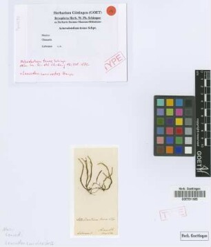 Astrodontium tenue Schimp. [type]
