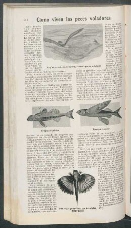 Cómo viven los peces voladores
