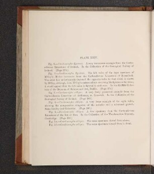 Plate XXIV.
