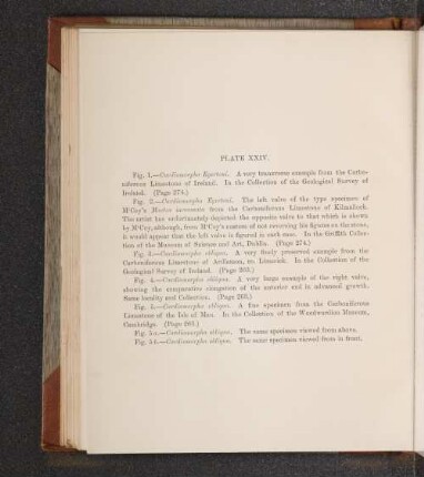 Plate XXIV.