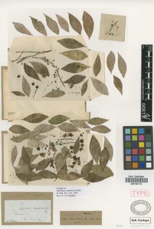 Bunchosia swartziana Griseb.