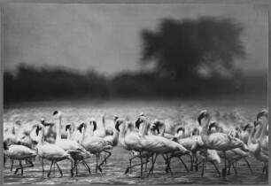 Flamingos