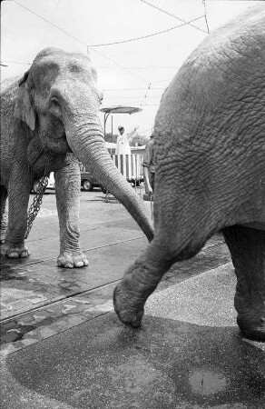 Schenkung der indischen Elefantendame "Piccolo" an den Karlsruher Zoo durch den Zirkus Roland-Busch.