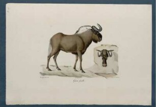 Gnou femelle [bis] Dauphin vulgaire