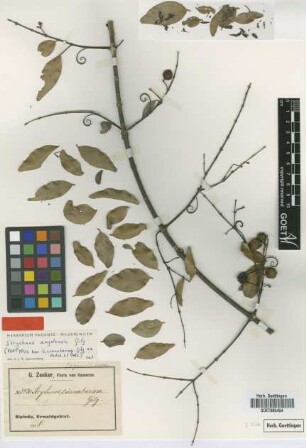 Strychnos cinnabarina Gilg [isotype]