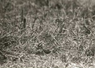 Heidelerche (Lullula arborea L.) mit Futter am Nest