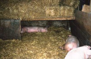 Fotografie: Mastschwein, Kistenstall, Tieflaufstall