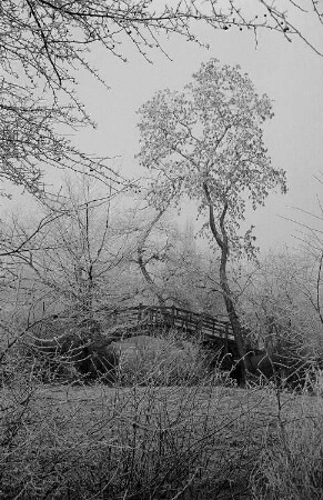 Holzbrücke im Johannapark, im Vordergrund vereiste Sträucher
