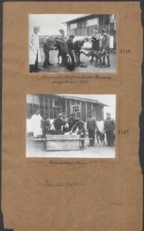 In einem österr. Kriegshunde-Lazarett. Behandlung räudiger Hunde mit Rohöl