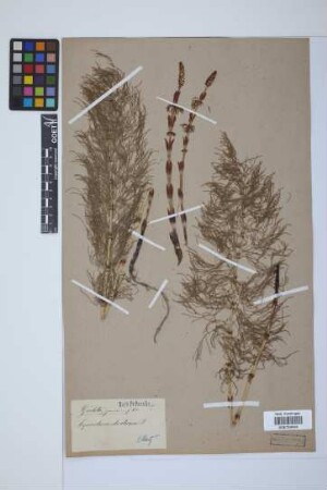 Equisetum sylvaticum L.