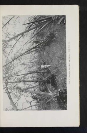 Abb. 5. Abgeblühte Blütenschäfte mit Bulbitten. (Siehe Seite 46.)