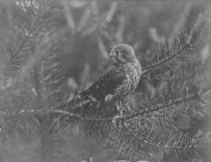 Turmfalke : Rochlitzer Berg. Ausgeflogener Turmfalke (Falco tinnuculus Linnaeus). Jungvogel.