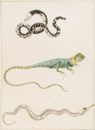 Südamerikanische fußlose Eidechse, Leguan oder ostindische Baumeidechse und Seenadel