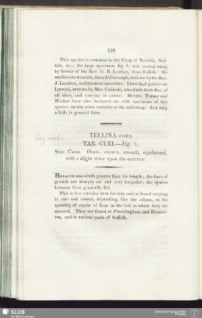 Tellina ovata. Tab. CLXI. — Fig. 2