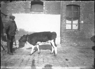 Schwarzbuntes Niederrhein Rind, weiblich
