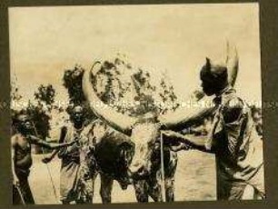 Afrikaner mit einem Watussi-Rind