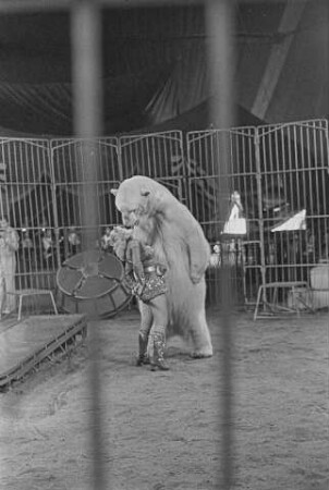 Dompteurin Ursula Böttcher bei einer Eisbärenvorführung 1975, Bild 1. SW-Foto © Kurt Schwarz.