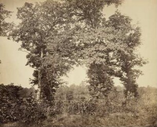 Laubbäume