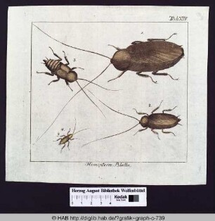 Hemiptera: Blatta.