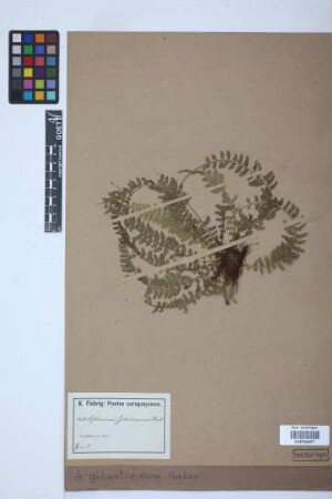 Asplenium gibertianum Hook.
