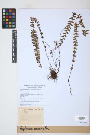 Asplenium monanthes