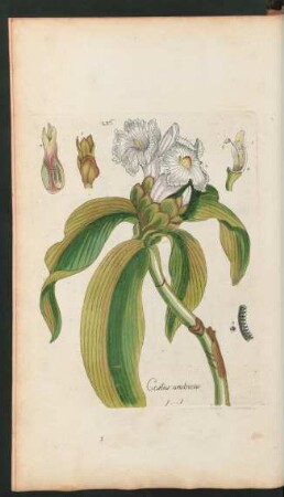 236. Costus arabicus