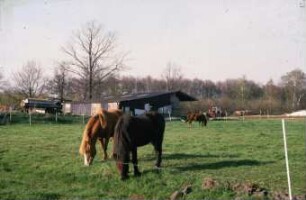 Fotografie: Tierproduktionsverfahren, Pferd, Weidehaltung, Weidezaun