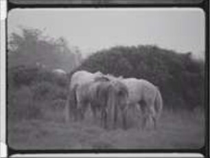 Social Behaviour in the Camargue Horse - Documentation Behaviour in Stallions (Open Air Shots)