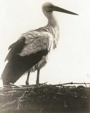 Bad Buchau. Weißstorch (Ciconia ciconia) auf dem Nest