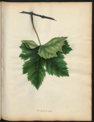 38. Une feuille de Verjus