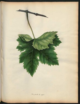 38. Une feuille de Verjus