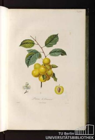 P. XLVIII. Prune de Briancon.