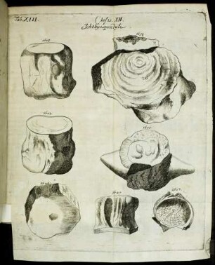 Tab. XIII. Classis. XII. Ichthyospondyli.