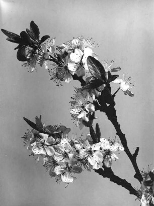 Pflaume, Zwetsche, Blütenzweig - Prunus domestica